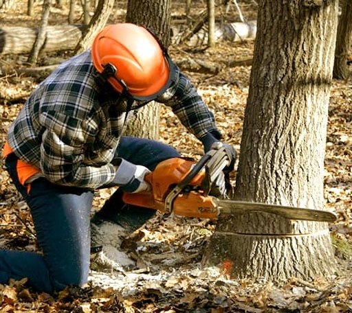 Tree Removal in West Lebanon, NH